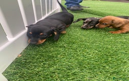 Miniature Dachshund dogs for sale: 4 adorable miniature dachshund puppies  - Image 29