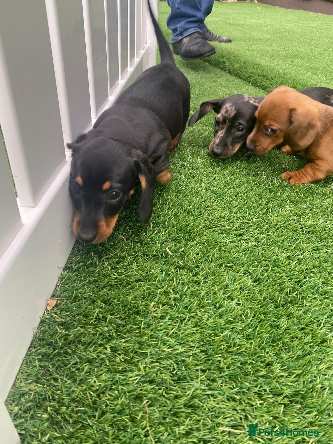 Miniature Dachshund dogs for sale: 4 adorable miniature dachshund puppies  - Image 29