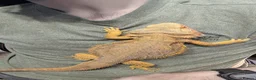 Bearded Dragon reptiles for sale: Bearded Dragon and Setup - Advert 2