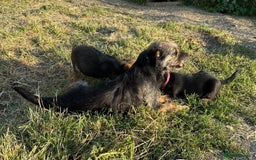 Mixed Breed dogs for sale: Border terrier x jack Russell puppies - Image 15