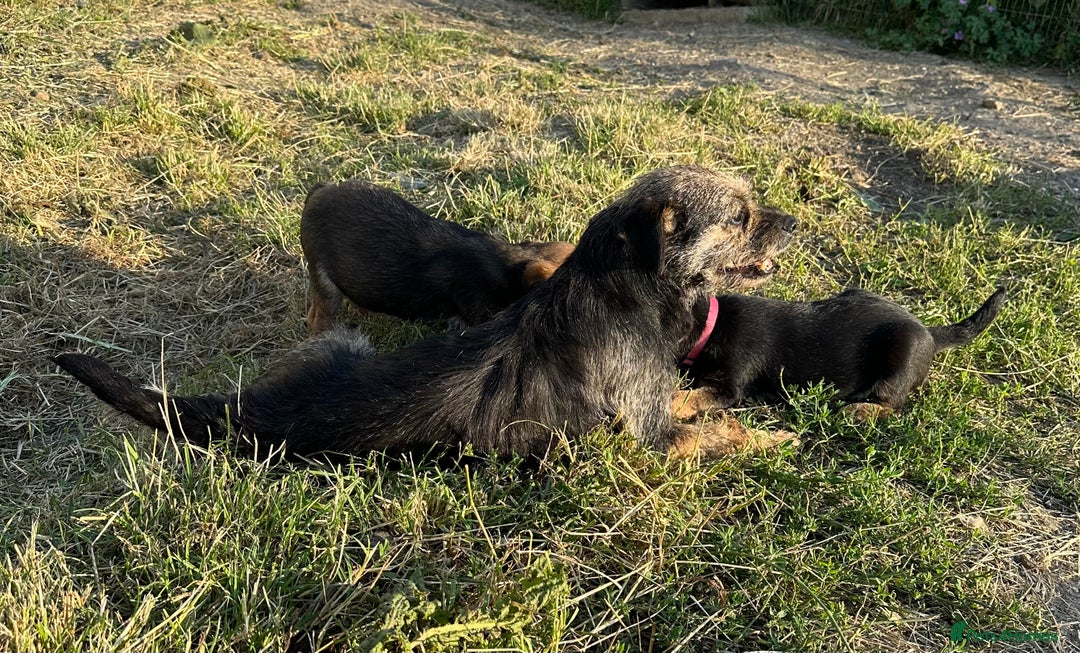 Mixed Breed dogs for sale: Border terrier x jack Russell puppies - Image 15