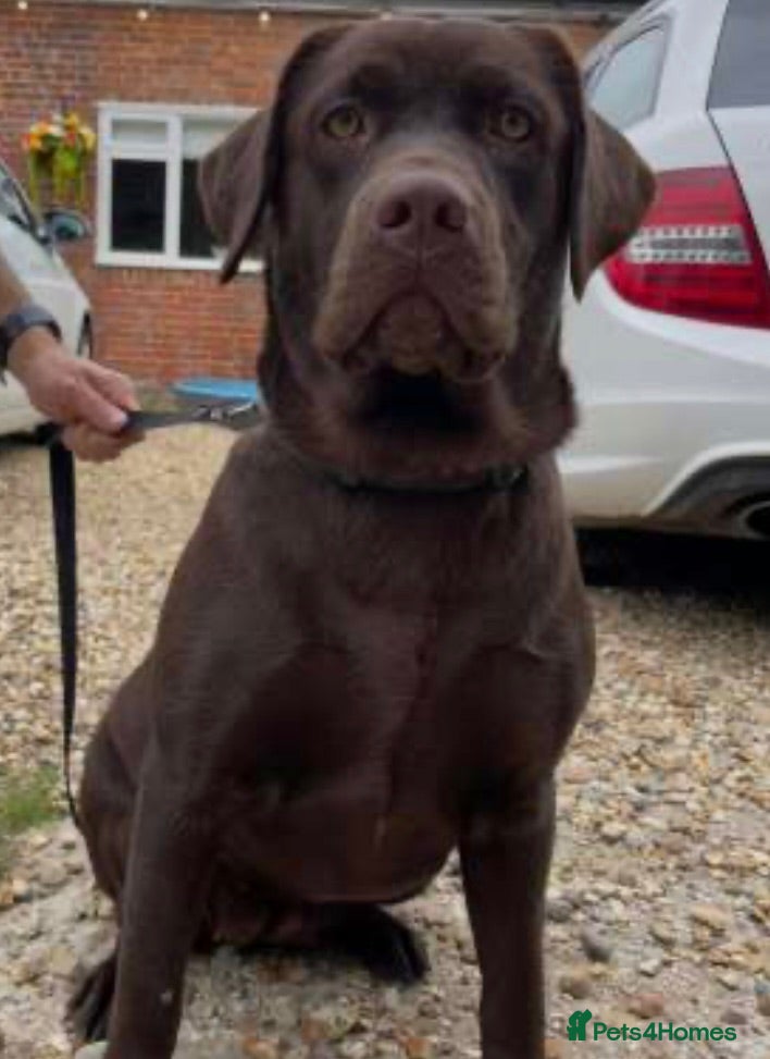 Labrador Retriever dogs One adorable chocolate female left 🍫🏡🐶 - Advert 1