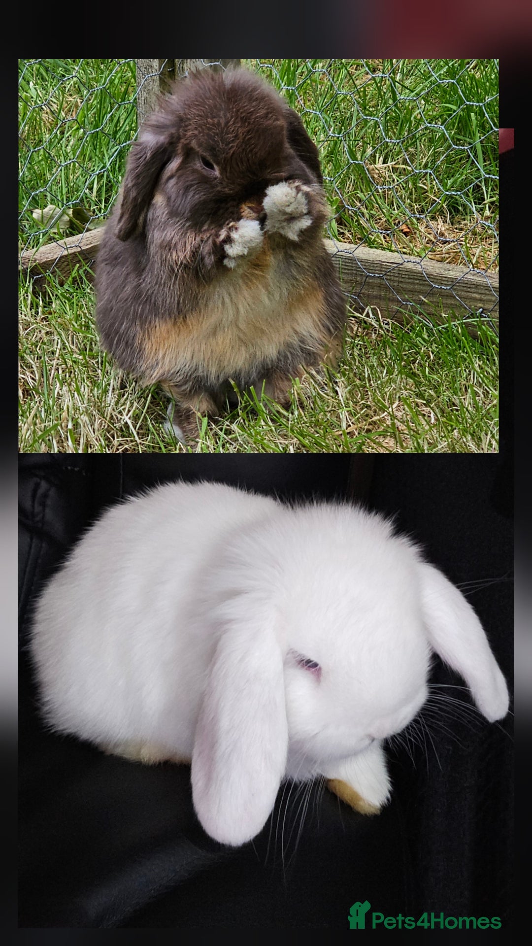 Mini Lop rabbits for sale: Circle of life Bunnys  - Image 6