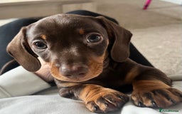 Miniature Dachshund dogs for sale: Miniature dachshunds READY for forever home 🐶🤎 - Image 13