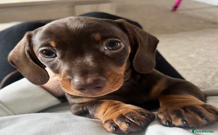 Miniature Dachshund dogs - Advert 1