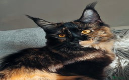 Maine Coon cats for sale: Main Coon kittens for sale  - Advert 16