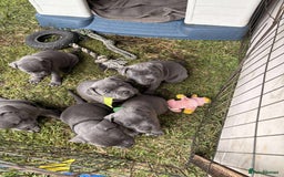 Staffordshire Bull Terrier dogs for sale: Staffordshire -Blue  Puppies  for sale   - Image 5