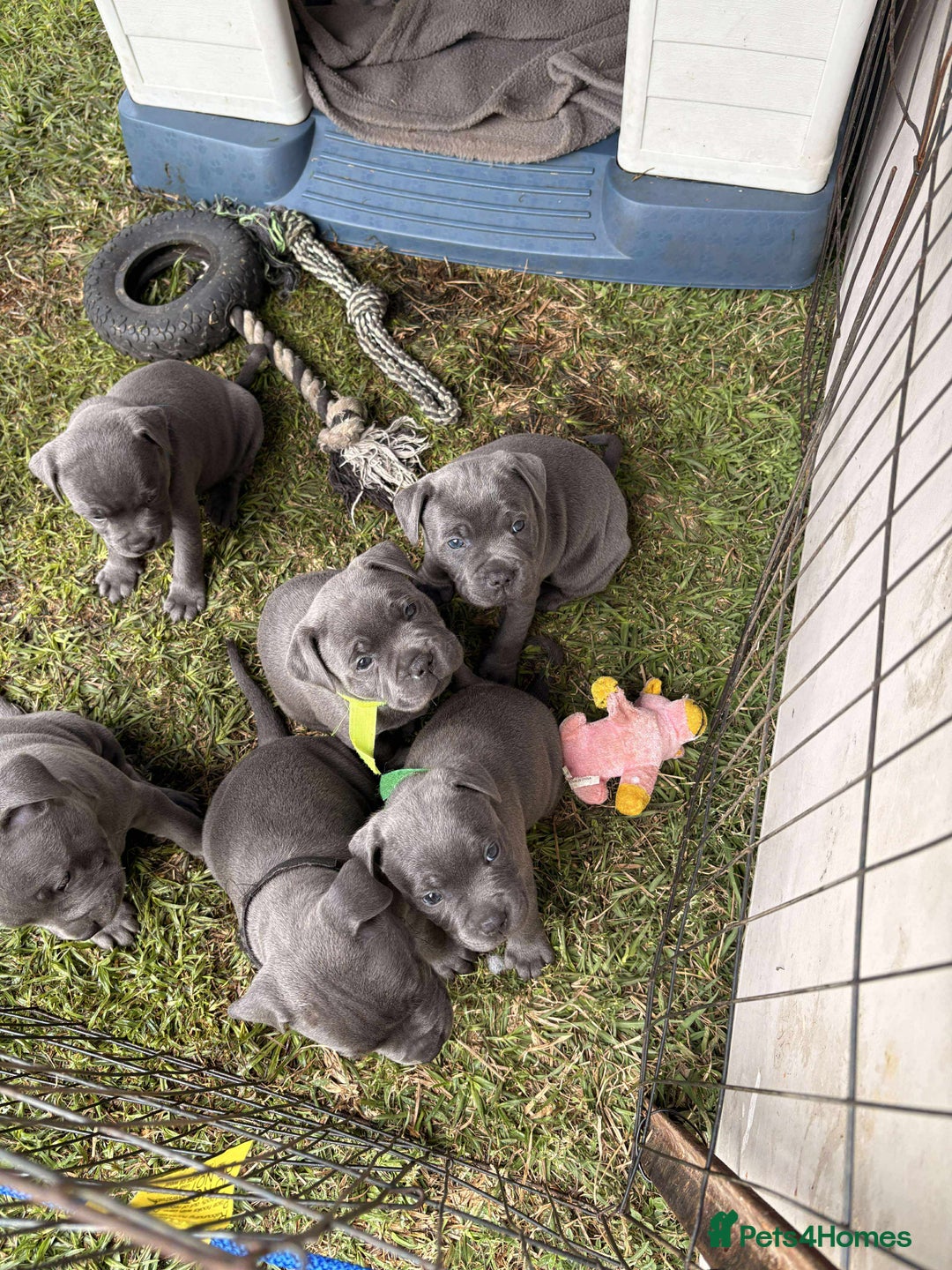 Staffordshire Bull Terrier dogs for sale: Staffordshire -Blue  Puppies  for sale   - Image 5