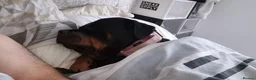 Rottweiler dogs for sale: Pedigree Rottweiler Female 3 Years 3 months old. - Advert 8
