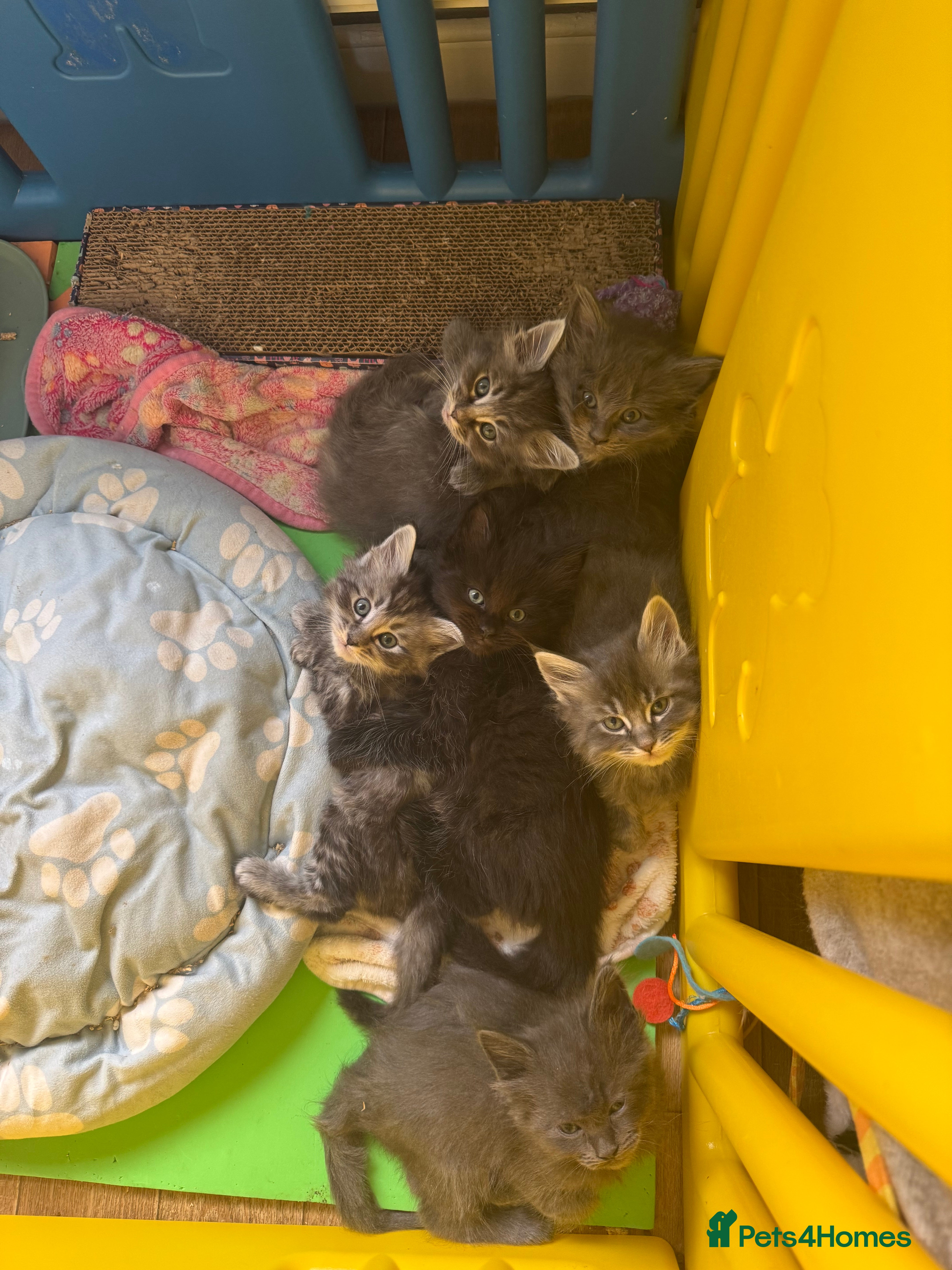 Ragcoon cats 6 beautiful boy Mainecoon x ragdoll kittens  - Advert 1