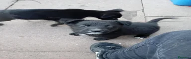 Mixed Breed 3
