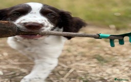 Cocker Spaniel dogs for sale: Beautiful pedigree working cocker spaniel puppy  - Image 3