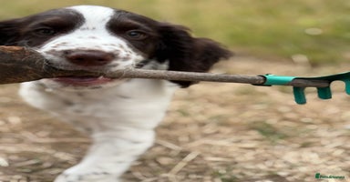 Cocker Spaniel dogs - Advert 3