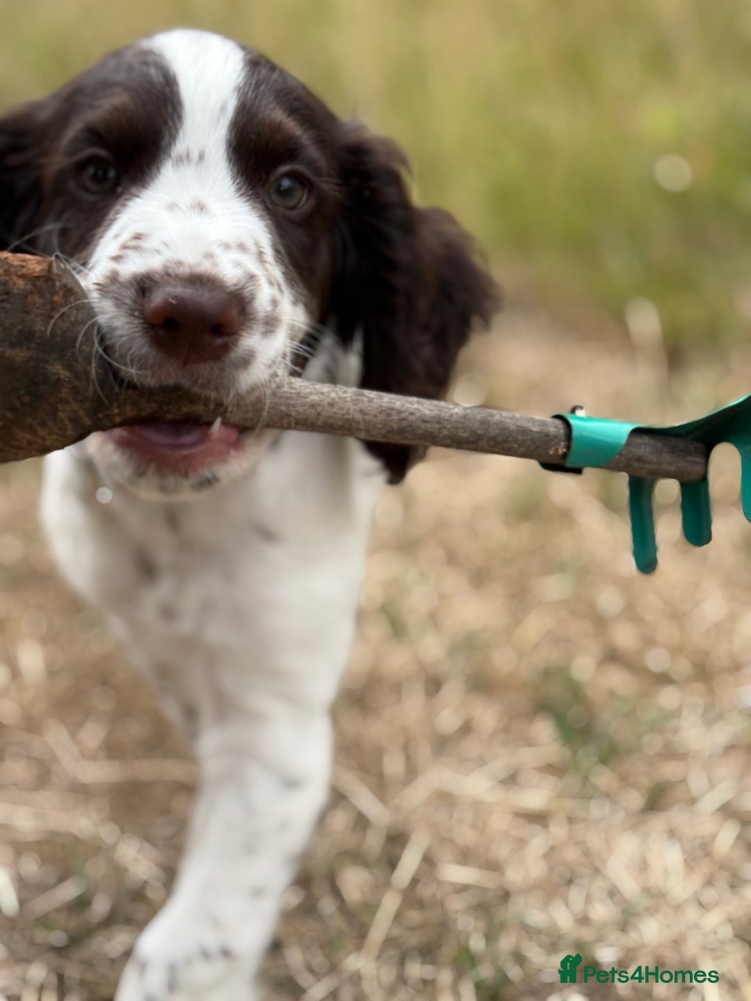 Cocker Spaniel dogs for sale: Beautiful pedigree working cocker spaniel puppy  - Image 3