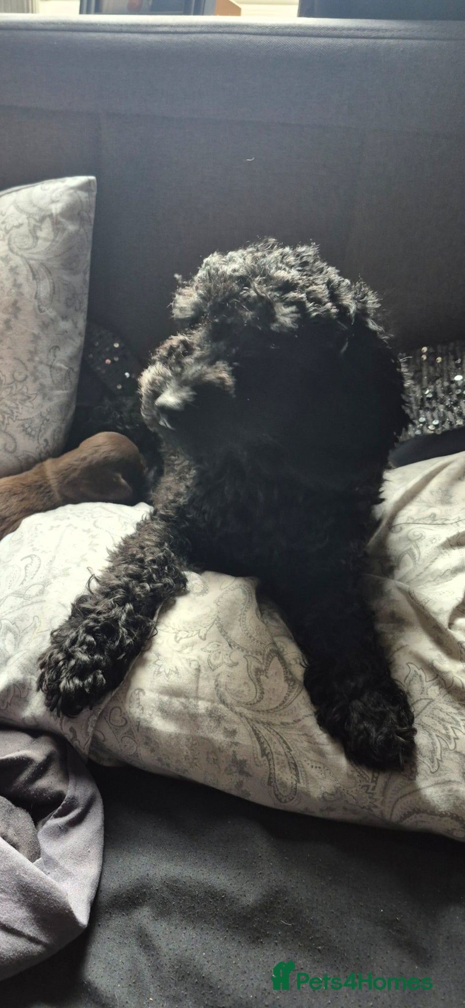Doxiepoo dogs for sale: Doxiepoos for sale - Advert 1