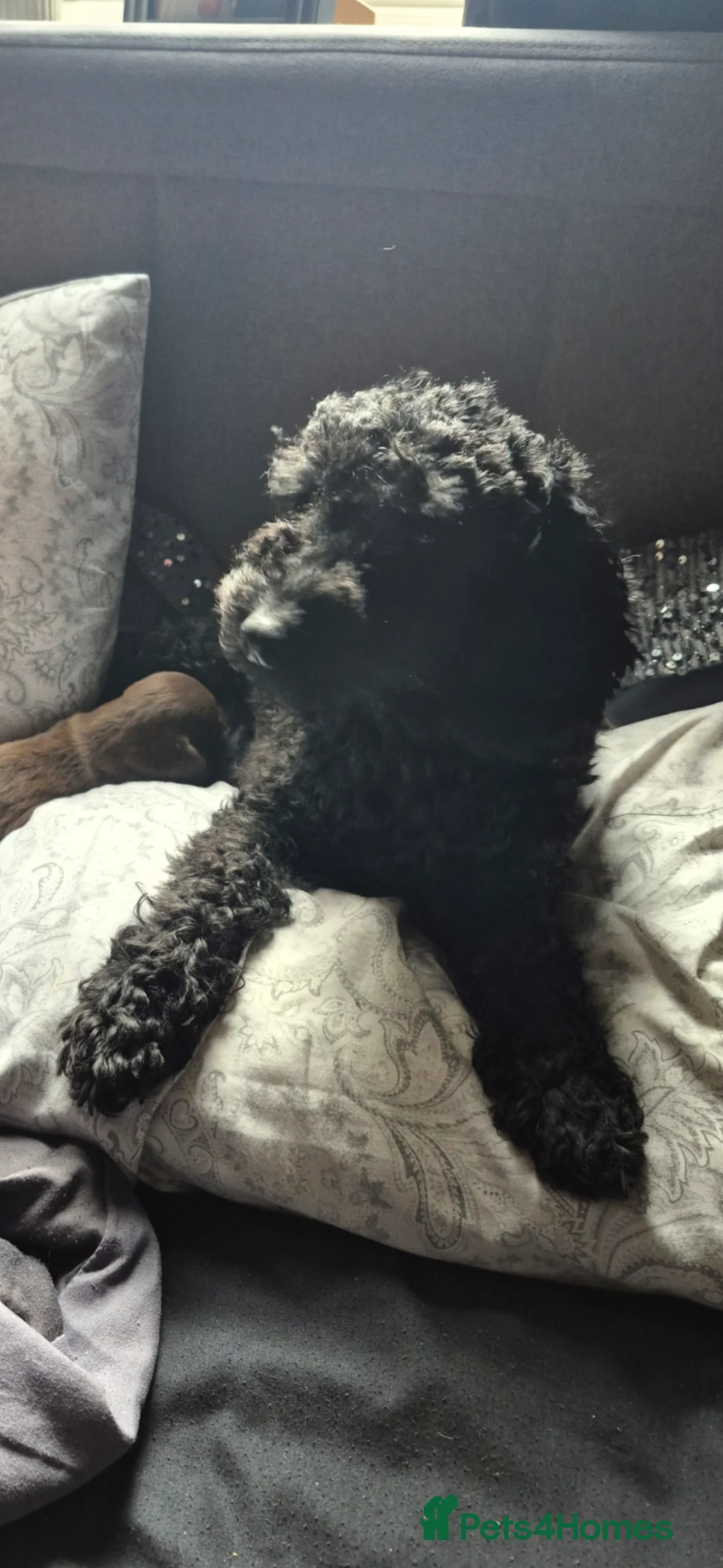Doxiepoo dogs for sale: Doxiepoos for sale - Advert 1