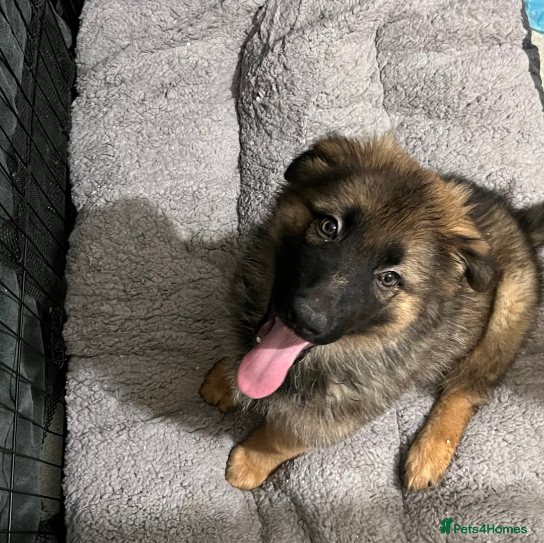 German Shepherd dogs for sale: LAST GIRL GSD READY TO GO - Advert 12