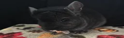 Chinchilla rodents for sale: A verity of Chinchillas rpa/rpac - Advert 15