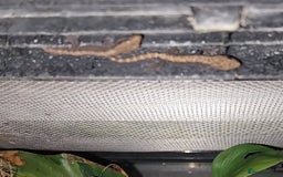 Gecko reptiles for sale: Mourning Gecko hatchlings. - Image 25