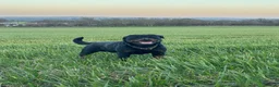 Rottweiler dogs for sale: Kc Show Quality male puppy - Advert 9
