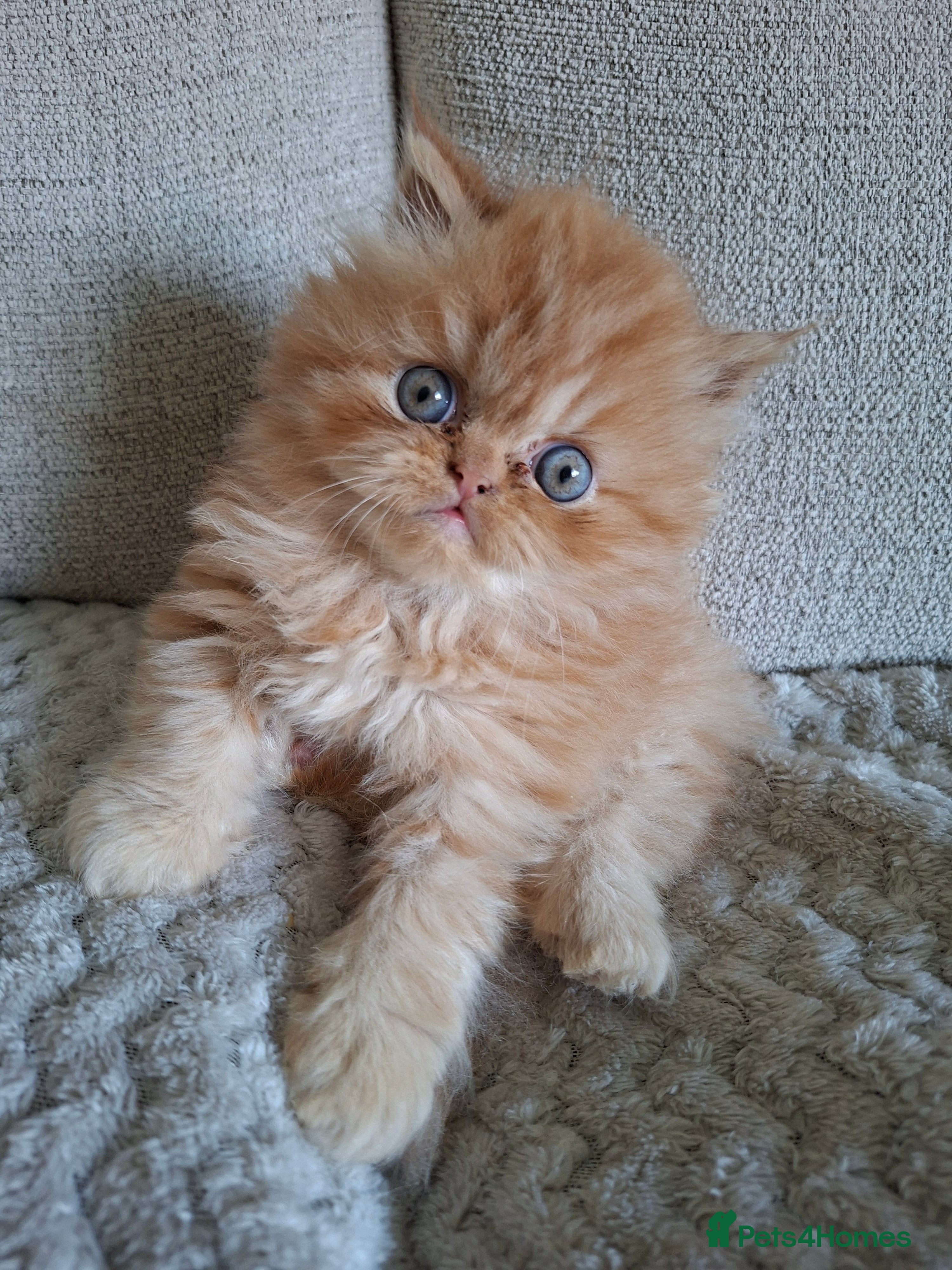 Persian cats LAST ONE, Pure Persian Boy. - Advert 13