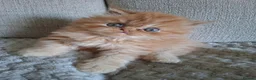 Persian cats for sale: LAST ONE, Pure Persian Boy. - Advert 2