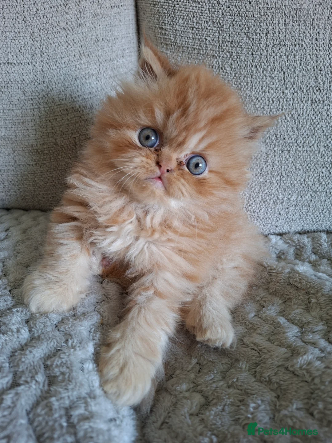 Persian cats for sale: LAST ONE, Pure Persian Boy. - Advert 2