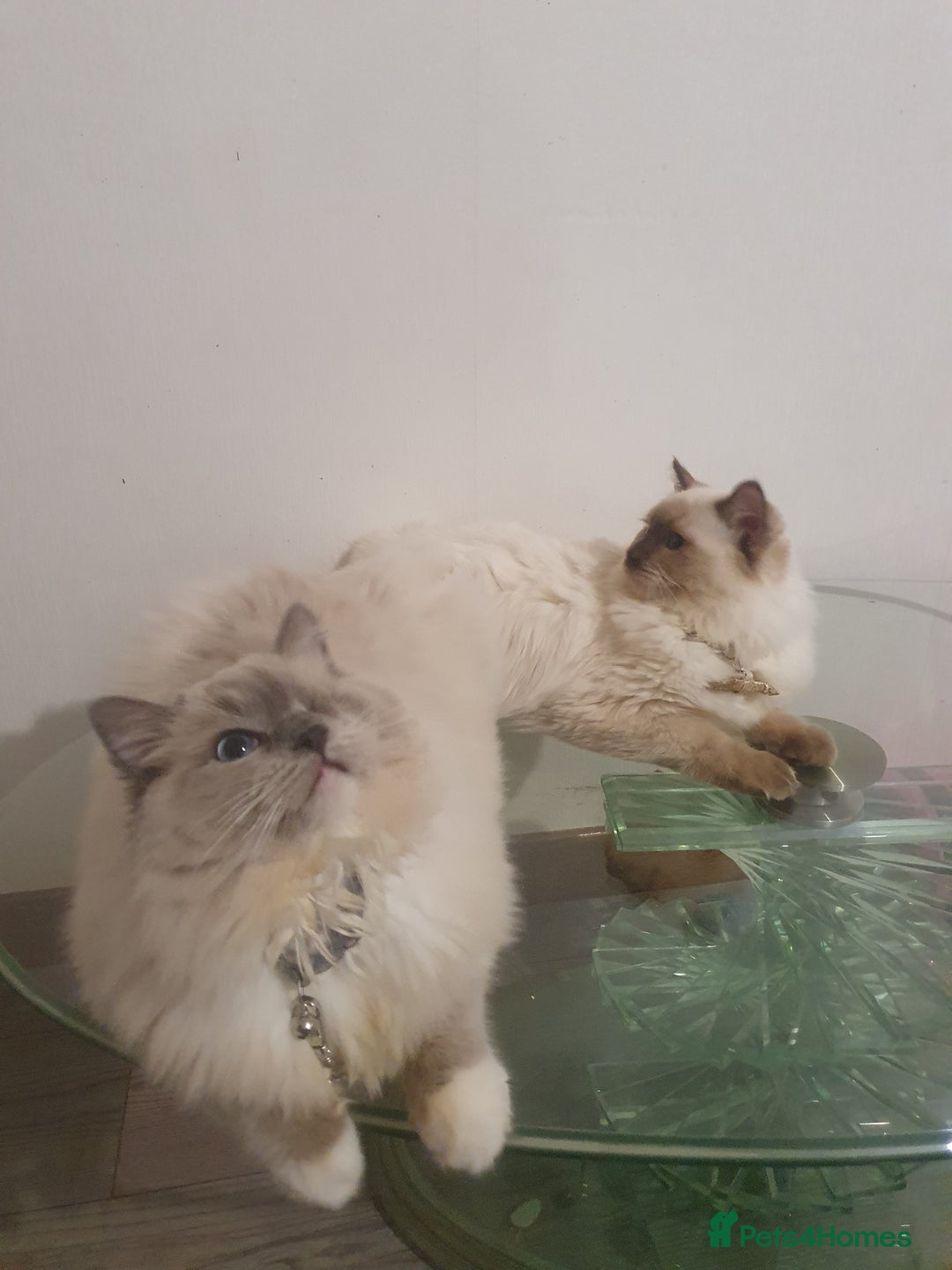 Ragdoll cats for sale: 6.5Months RagdollBoys - Advert 7