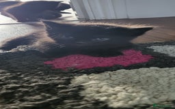 Ragdoll cats for sale: Kittens for sale - Image 10