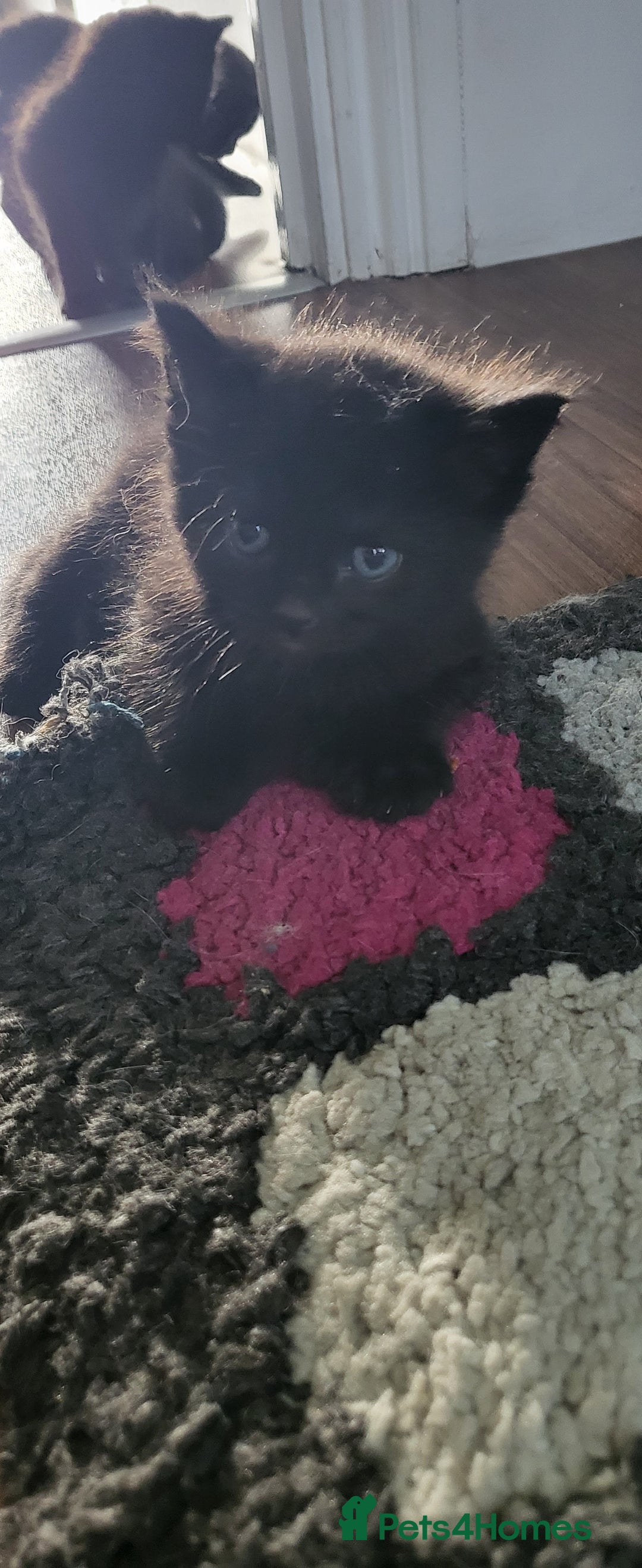 Ragdoll cats for sale: Kittens for sale - Image 10