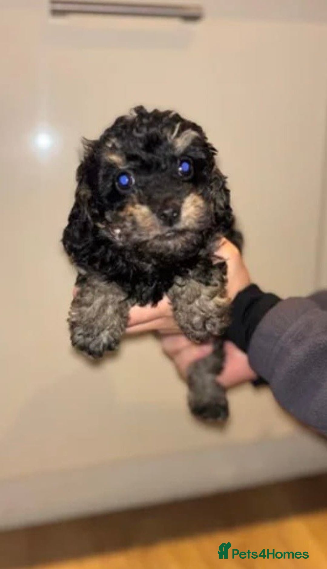 Cockapoo dogs for sale: Cockapoo  - Advert 5