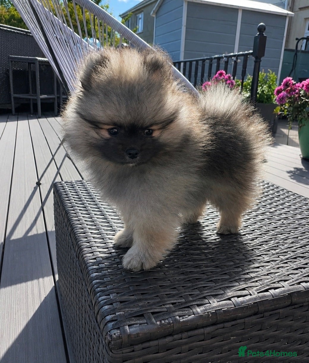 Pomeranian dogs 💙Reduced Ready! Kc Teddy Bear Pom 💙 - Advert 18