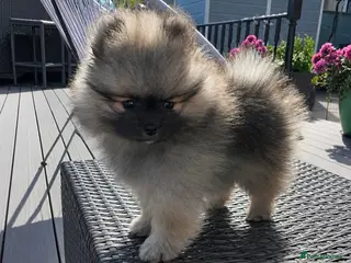 Pomeranian dogs 💙Reduced Ready! Kc Teddy Bear Pom 💙 - Advert 18