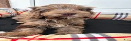 Cockapoo dogs for sale: F1 AMAZING COCKERPOO  - Advert 6