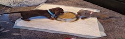 Miniature Dachshund dogs for sale: 1 beautiful kc puppy left ready 25/12/25 - Advert 11