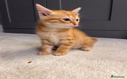 Mixed Breed cats for sale: Ginger Female Kitten - Ready to leave - Image 2