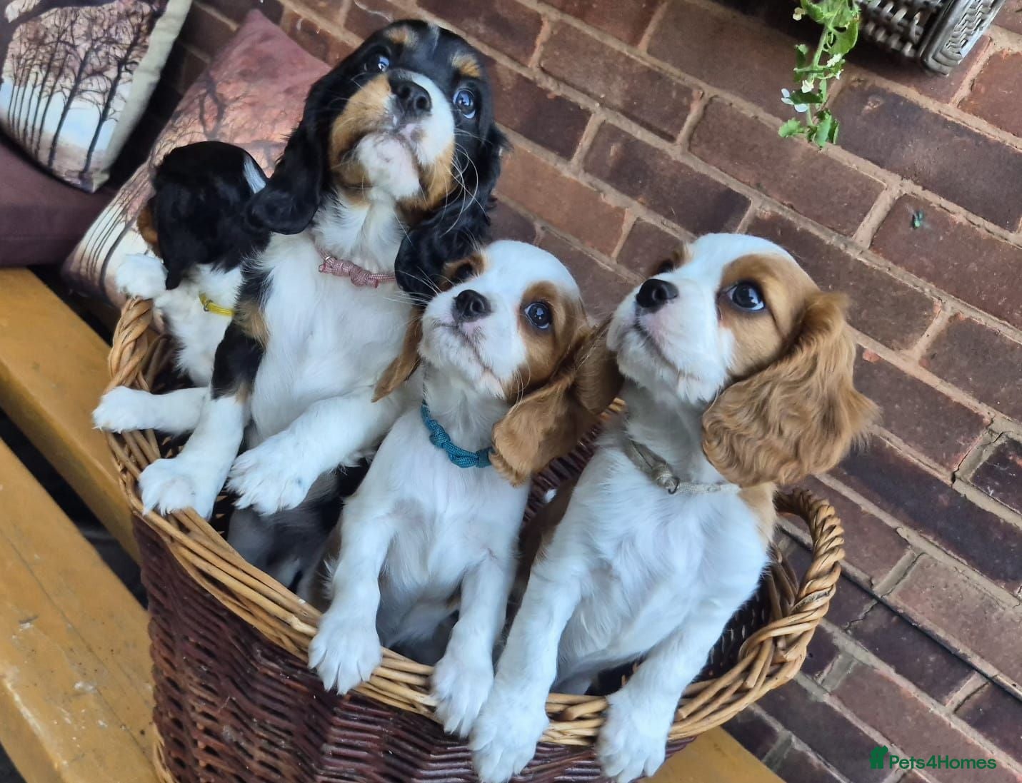 Cavalier King Charles Spaniel dogs Beautiful Cavalier King Charles Spaniel 7 Puppies - Advert 2