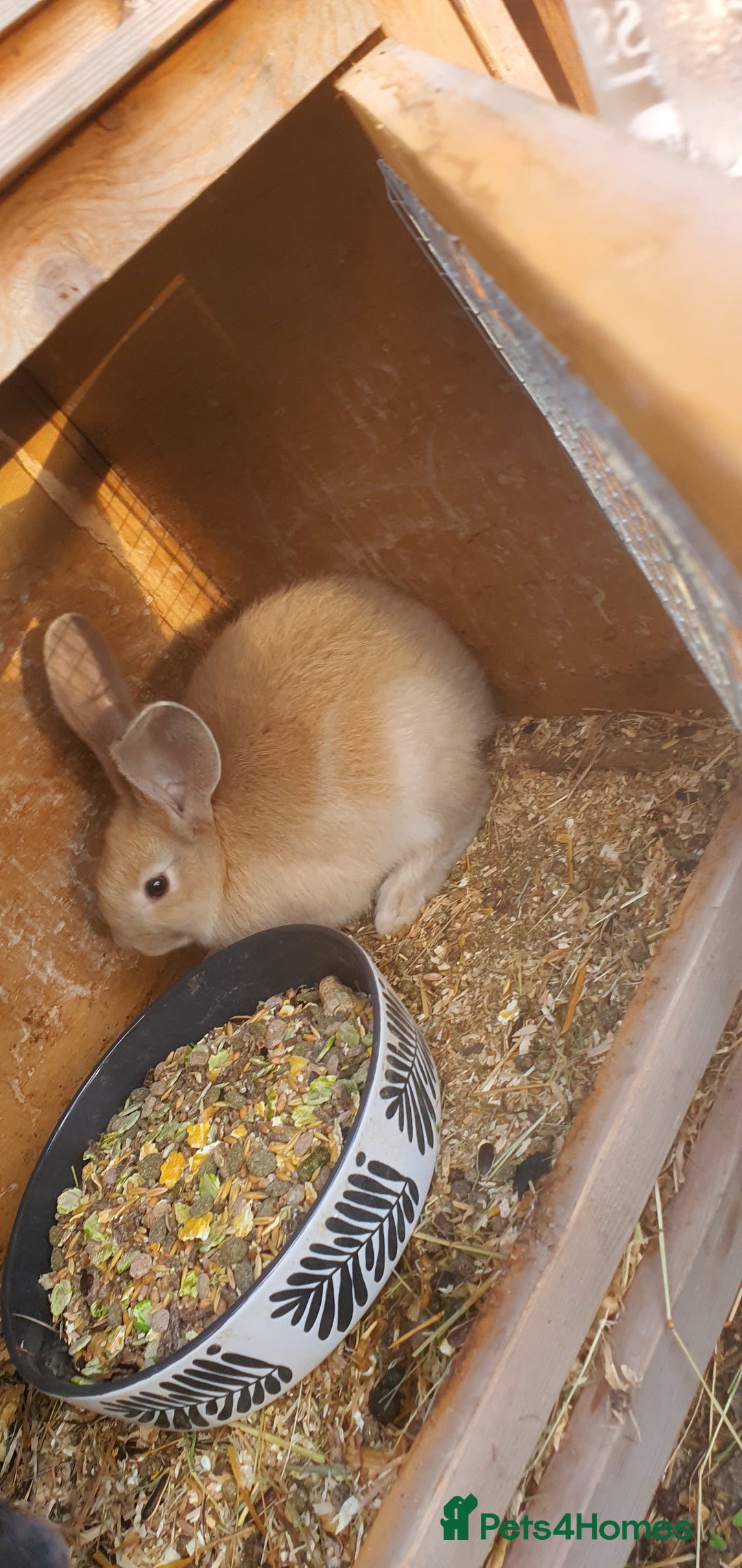 Continental Giant rabbits for sale: Female Continental Giant For Sale  - Image 2