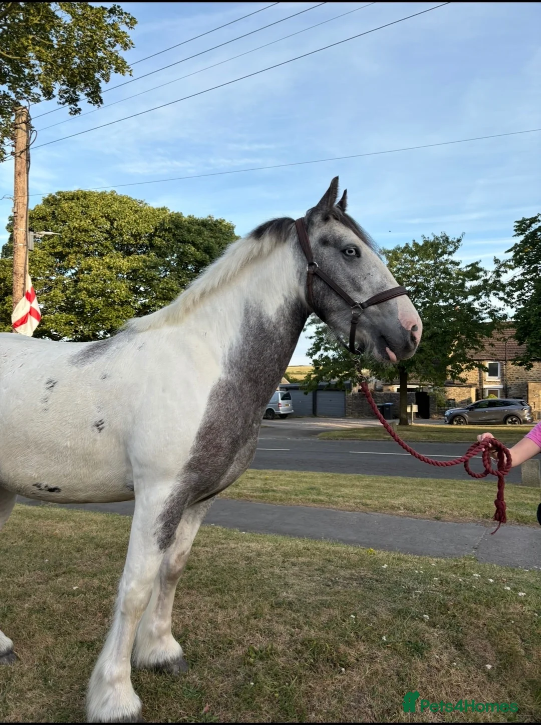 Irish Cob horses for sale: BORIS  - Advert 3