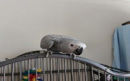 Parrots birds for sale: Hand Reared African Grey Baby  - Image 4