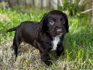 Cocker Spaniel dogs Working cockers spaniel - Advert 1