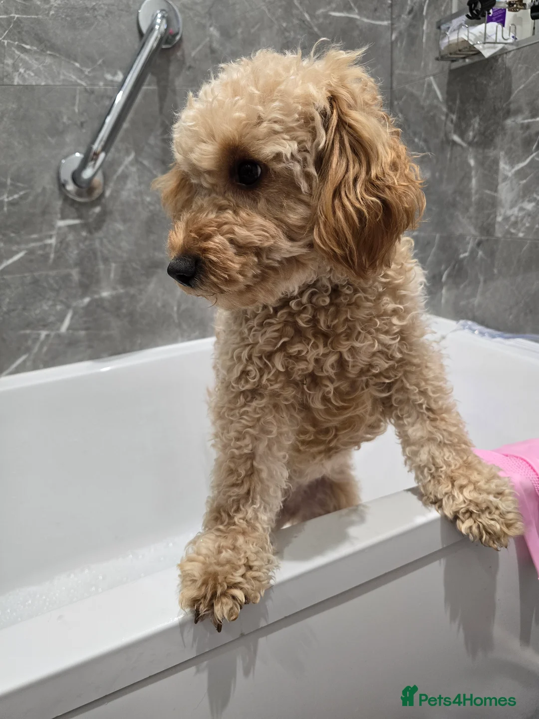 Cockapoo dogs for sale: Happy 16m Female Cockapoo Looking for Active Home - Advert 2