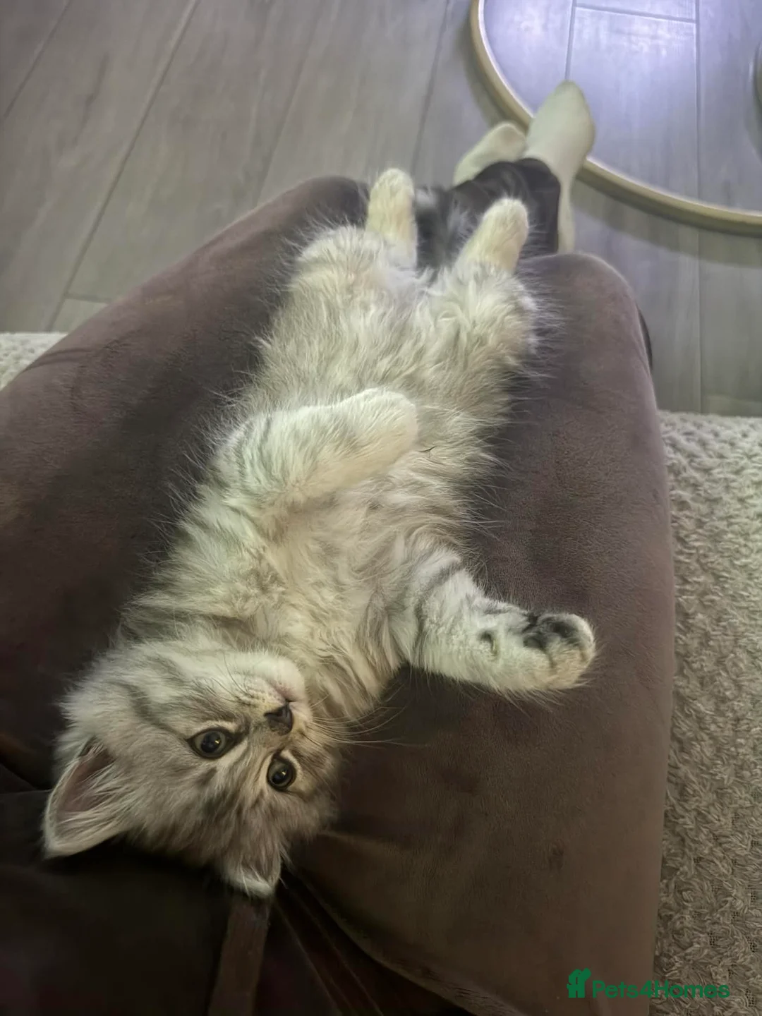 Persian cats for sale: Kittens Persian  - Advert 6