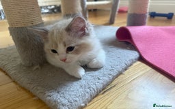 Ragdoll cats for sale: Two beautiful kittens - Image 4