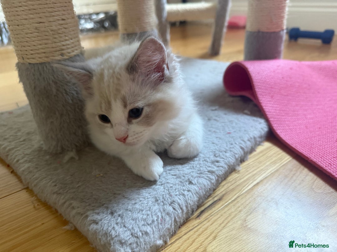 Ragdoll cats for sale: Two beautiful kittens - Image 4