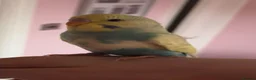 Budgerigars birds for sale: 4 month old budgie  - Advert 2