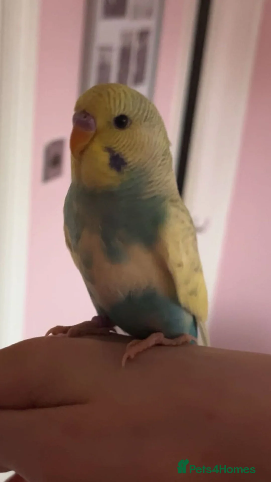 Budgerigars birds for sale: 4 month old budgie  - Advert 2
