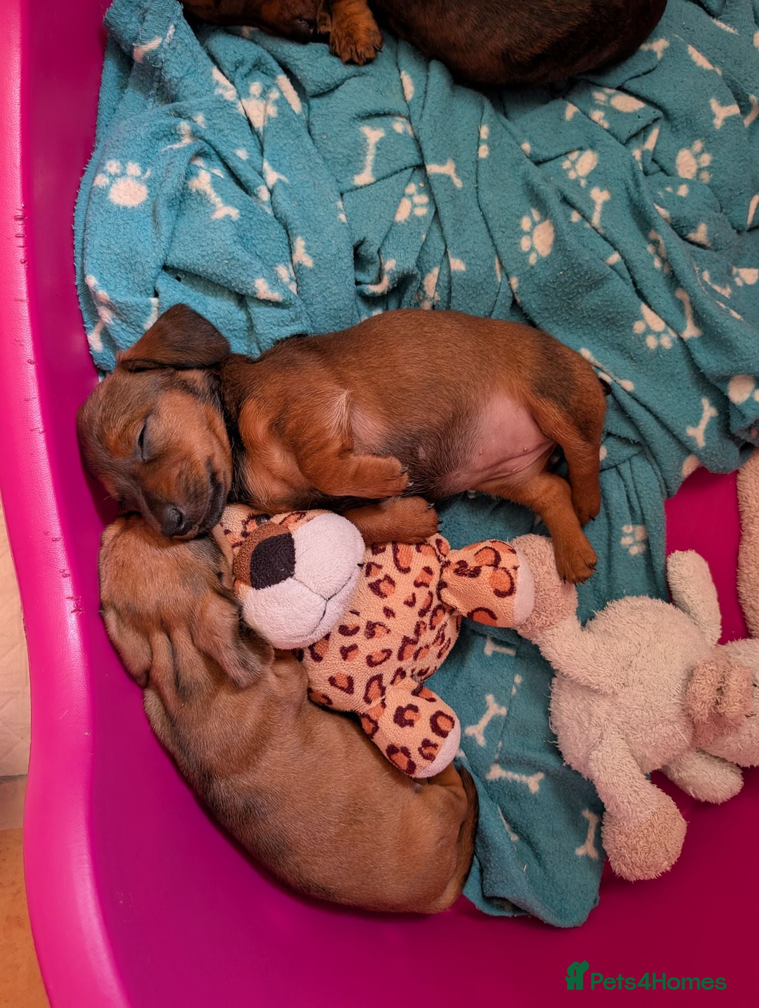 Miniature Dachshund dogs Miniature Dachshund  - Advert 2