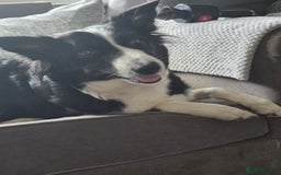 Border Collie dogs for sale: Border collie pups  - Image 11