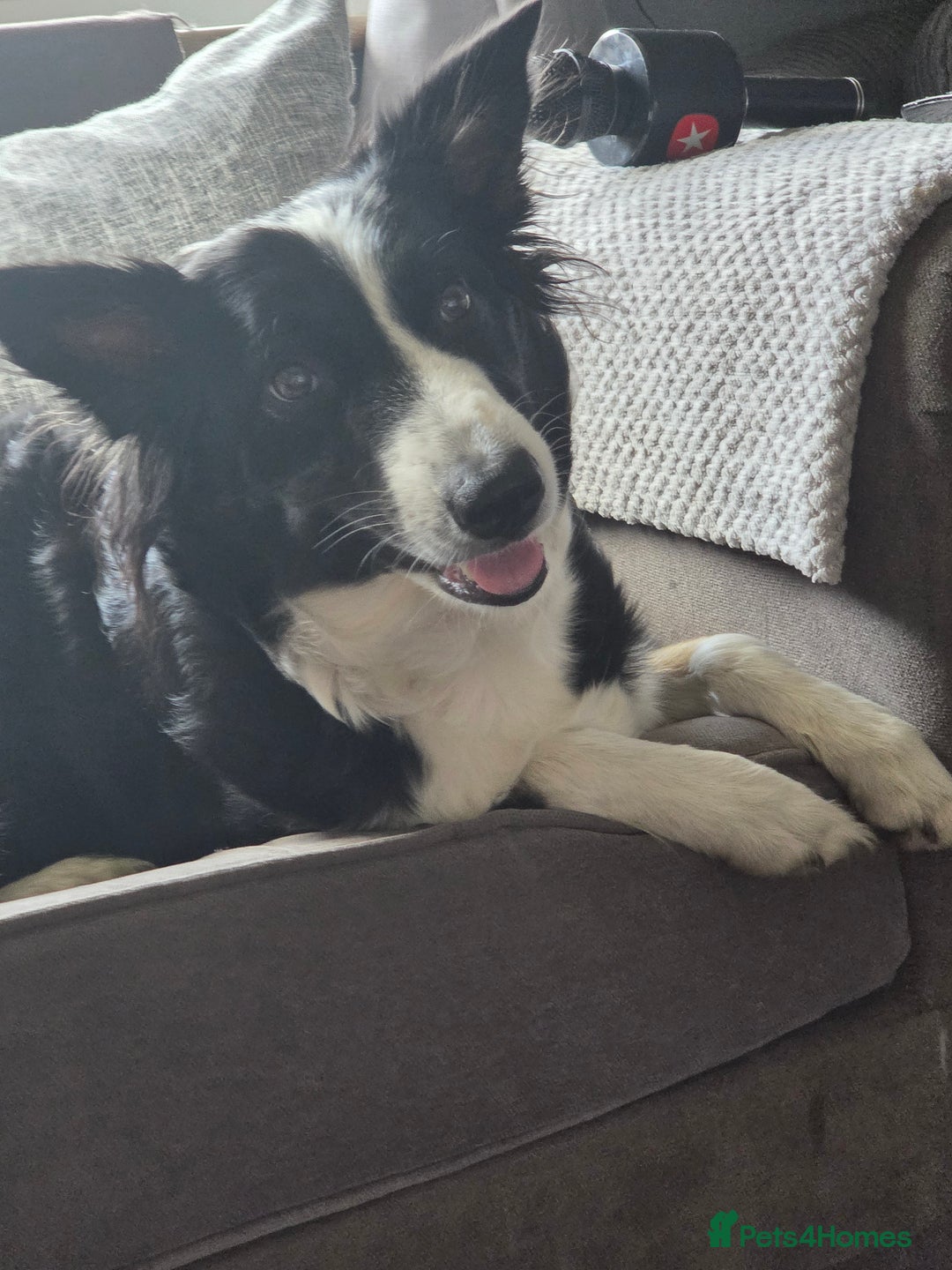 Border Collie dogs for sale: Border collie pups  - Image 11